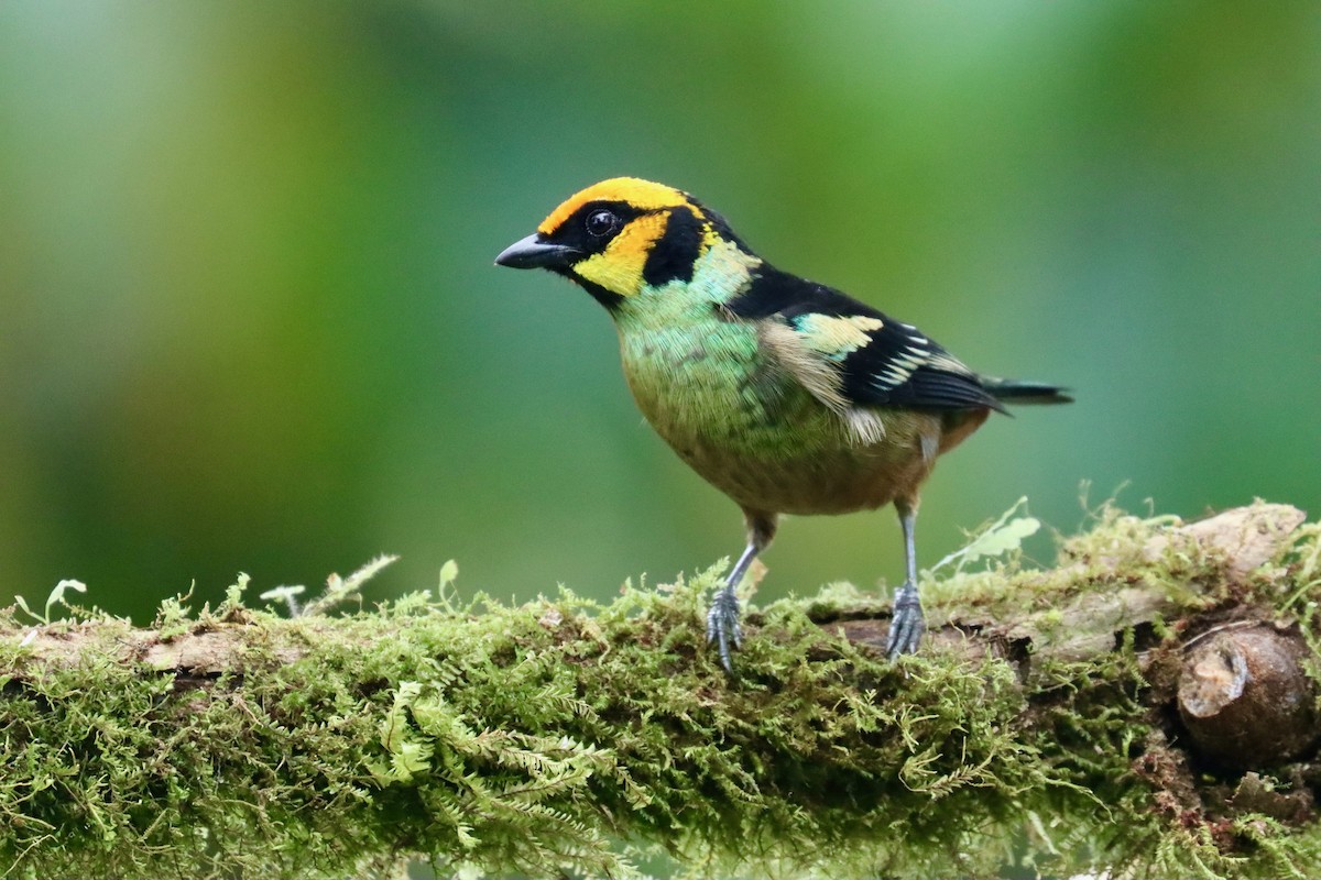 Flame-faced Tanager - ML553619301