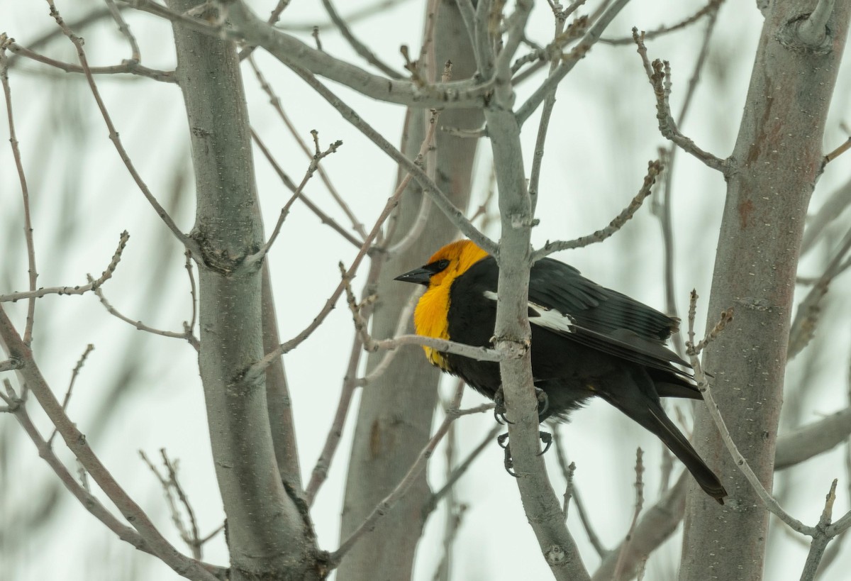 Yellow-headed Blackbird - ML553619331