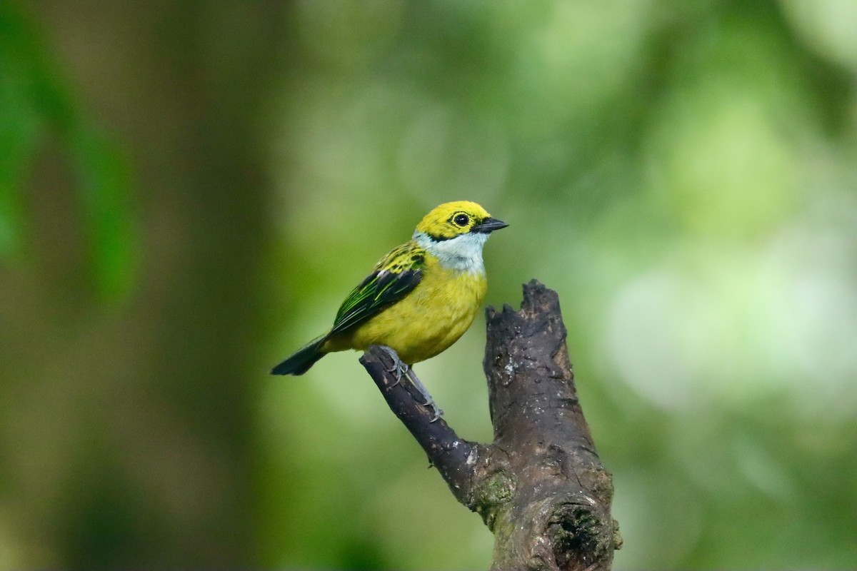 Silver-throated Tanager - ML553620611