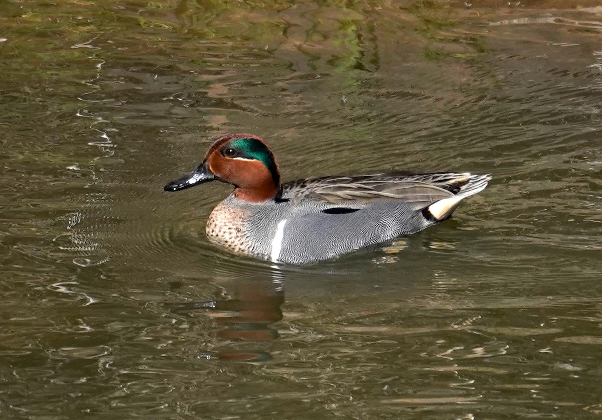 Green-winged Teal - ML553622741