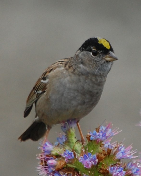 Golden-crowned Sparrow - Colin Meusel