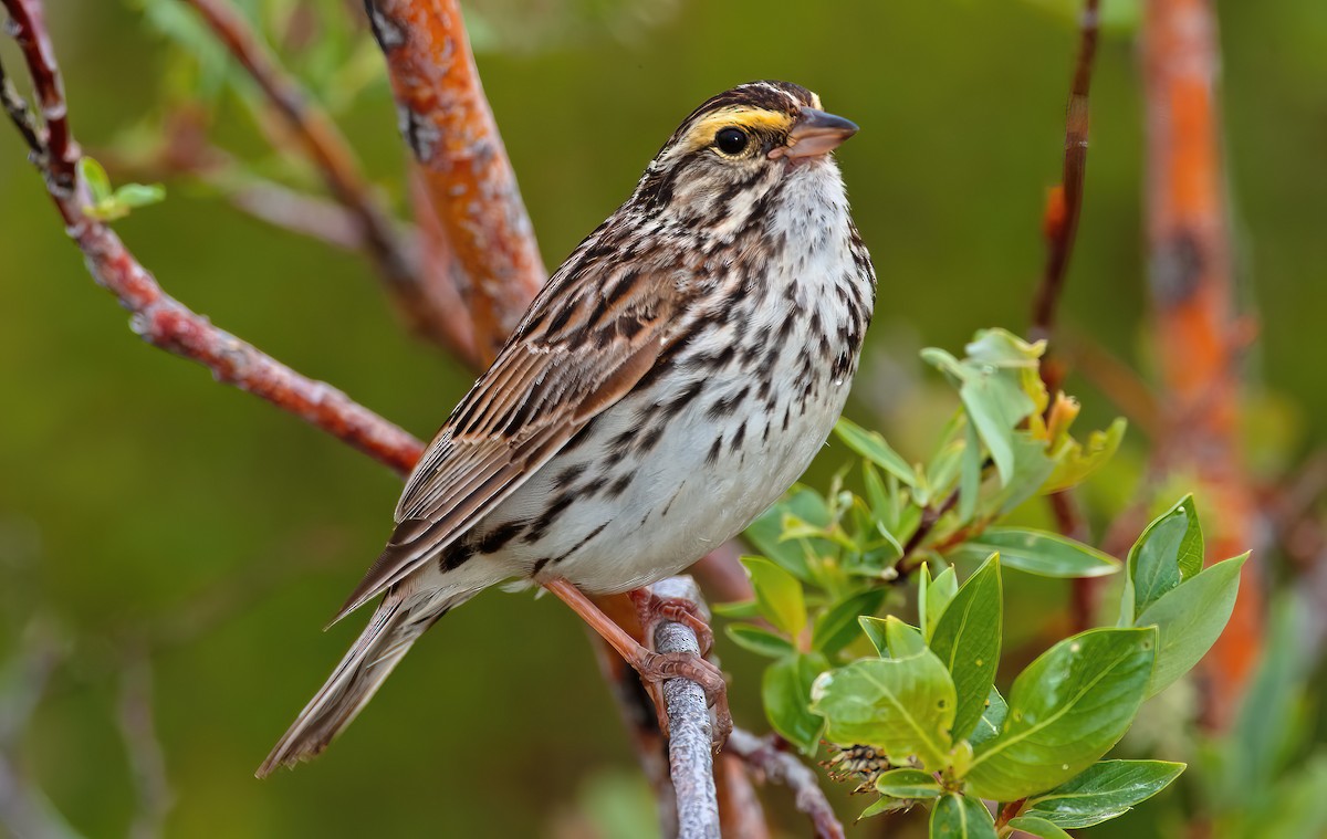 Savannah Sparrow - ML553632321