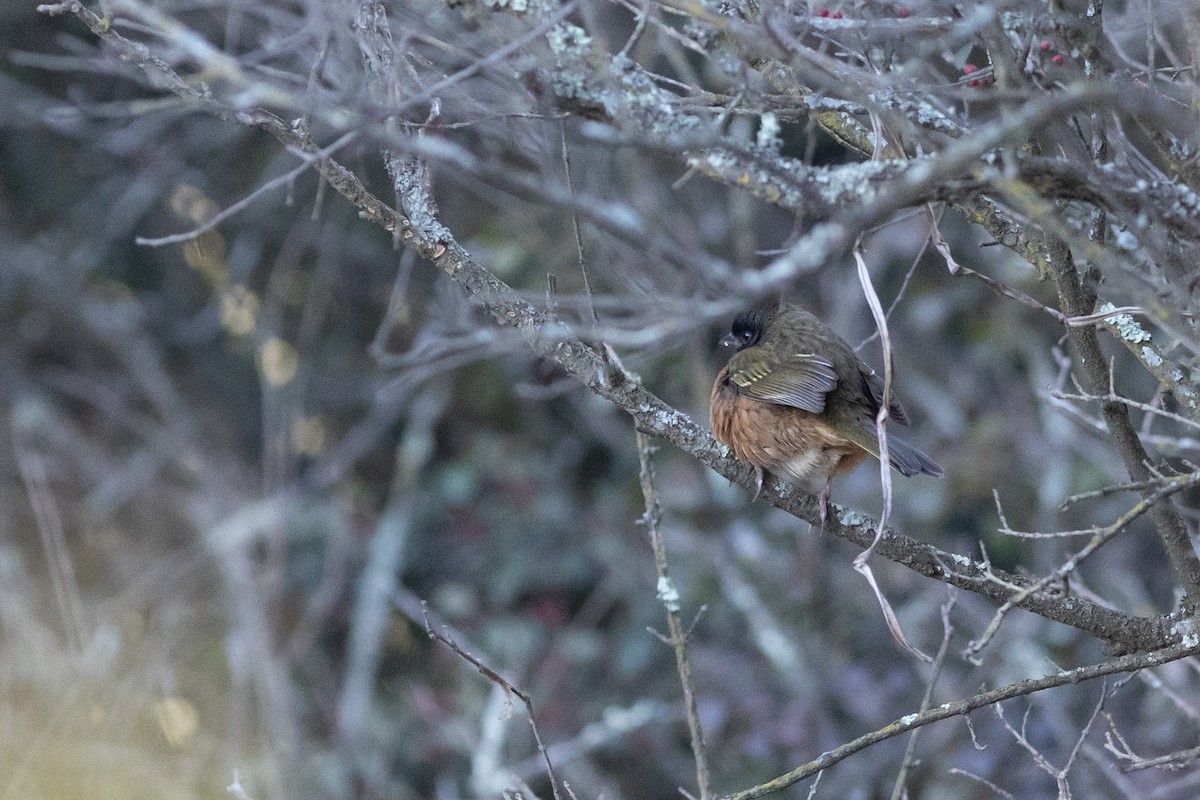 Spotted Towhee (Olive-backed) - ML553634181