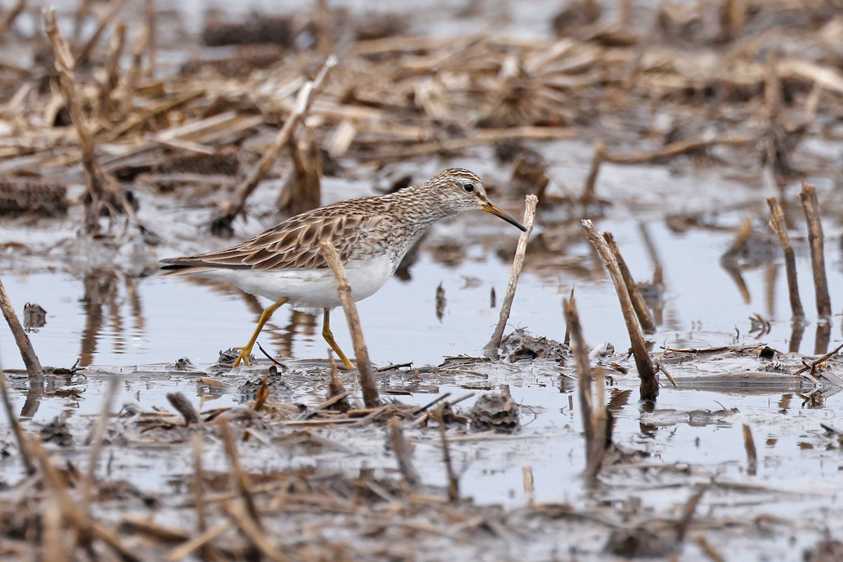 Pectoral Sandpiper - ML553637391