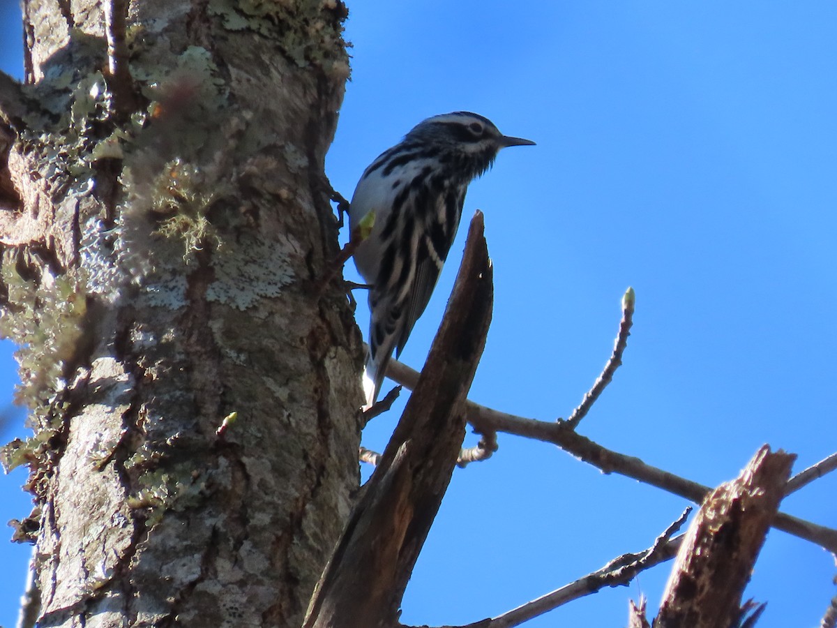 Black-and-white Warbler - ML553637801