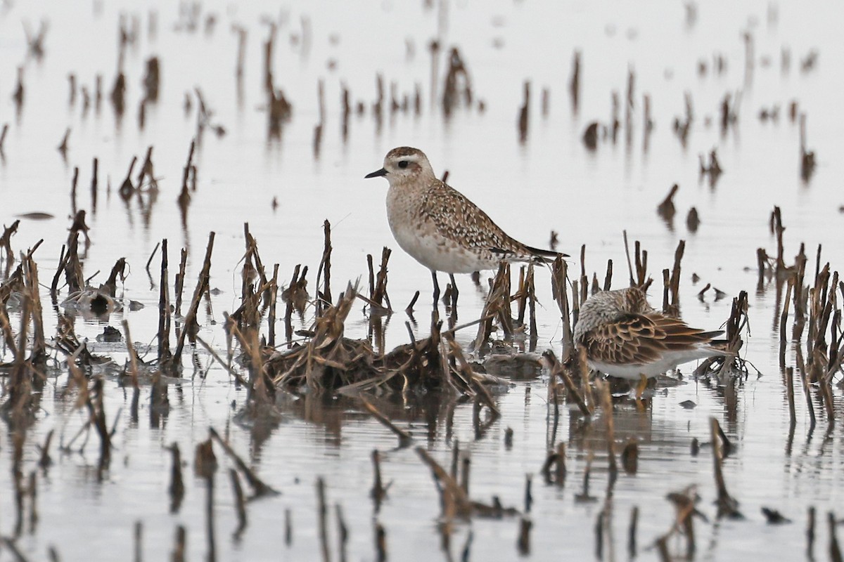 American Golden-Plover - ML553637871