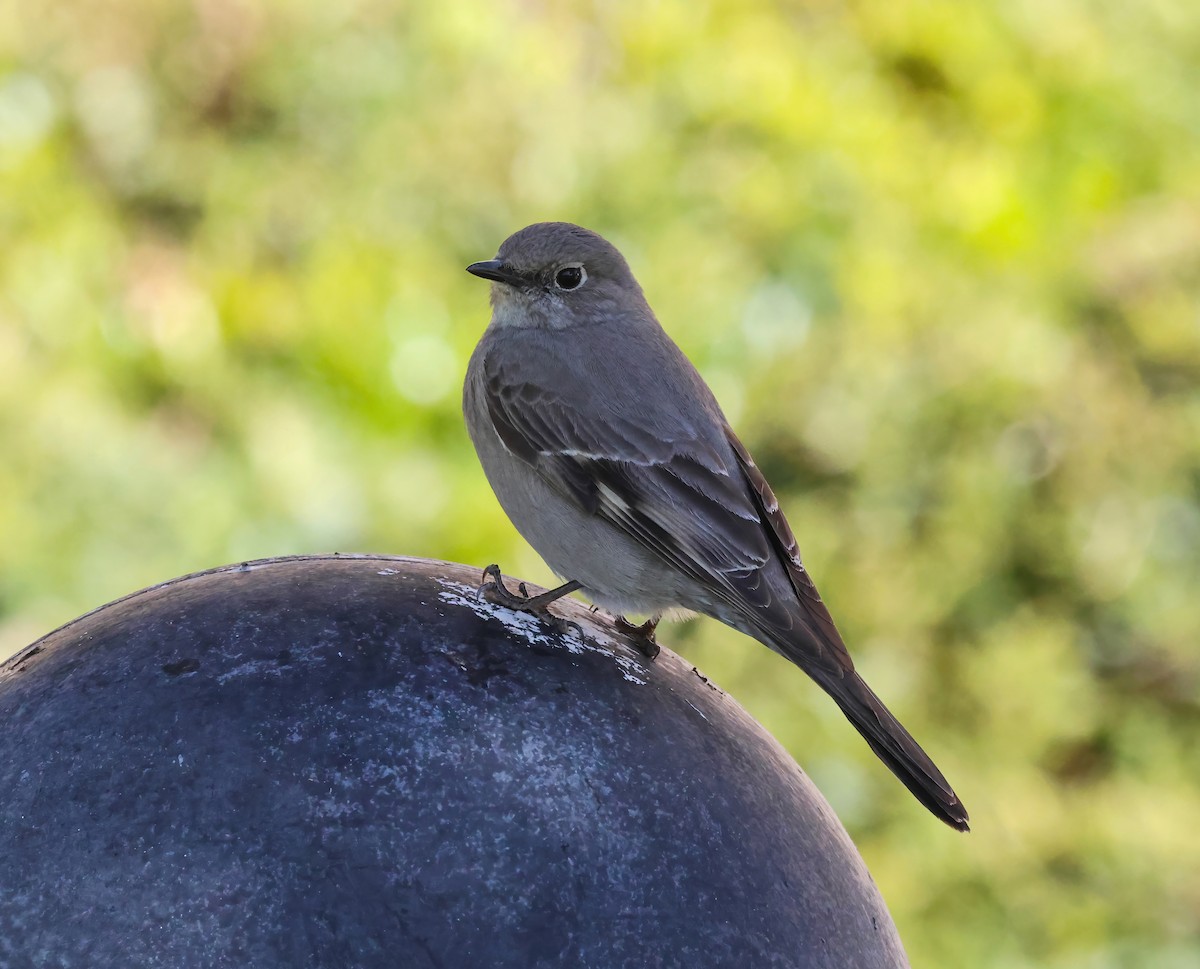 Townsend's Solitaire - ML553641021