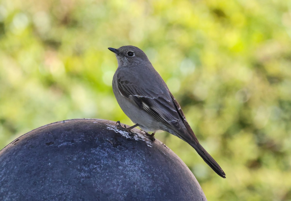 Townsend's Solitaire - ML553641031