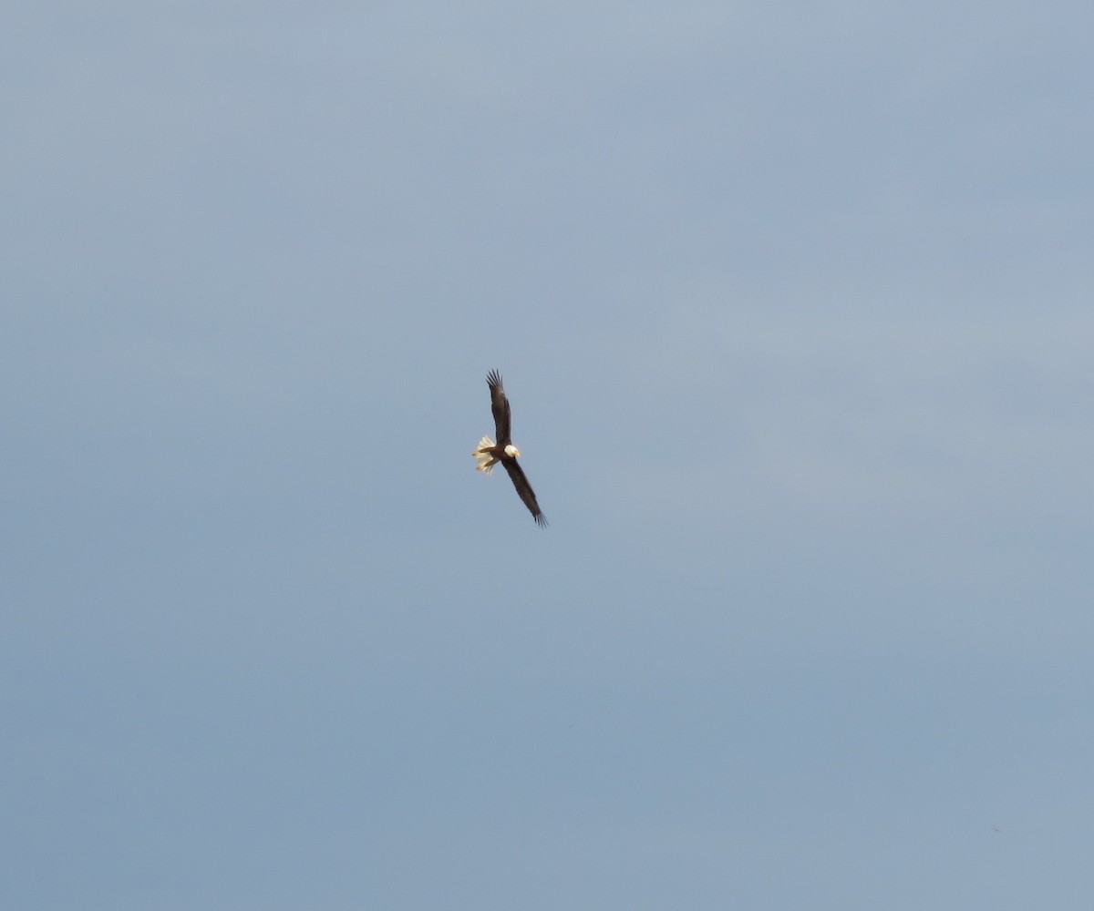 Белоголовый орлан - ML553644201
