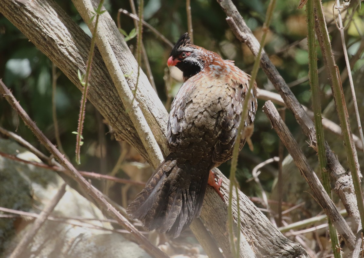 Long-tailed Wood-Partridge - Nick Lethaby