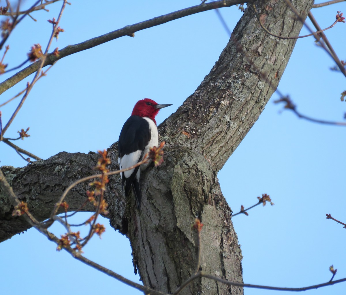 Red-headed Woodpecker - ML553644461