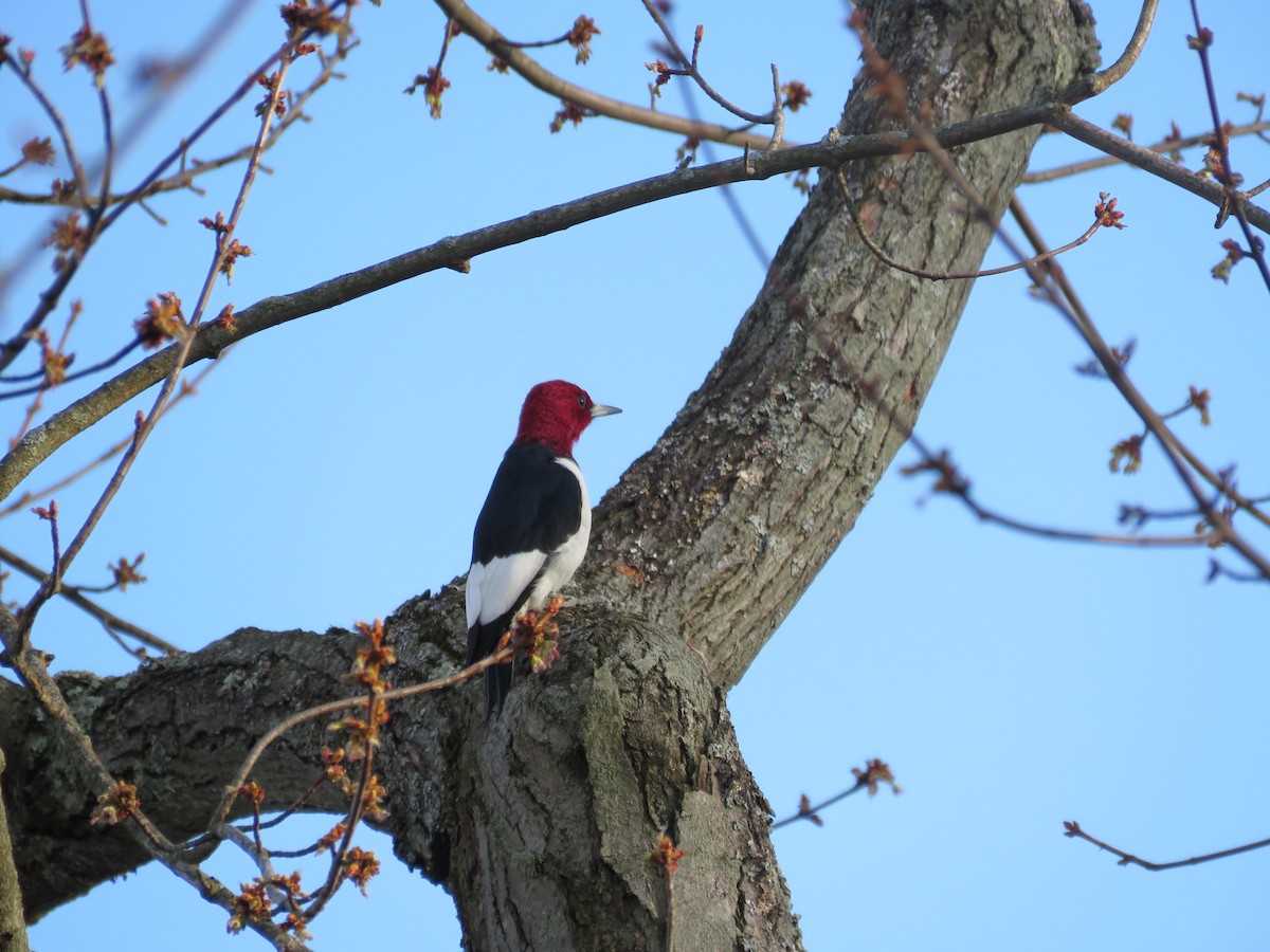 Red-headed Woodpecker - ML553644851