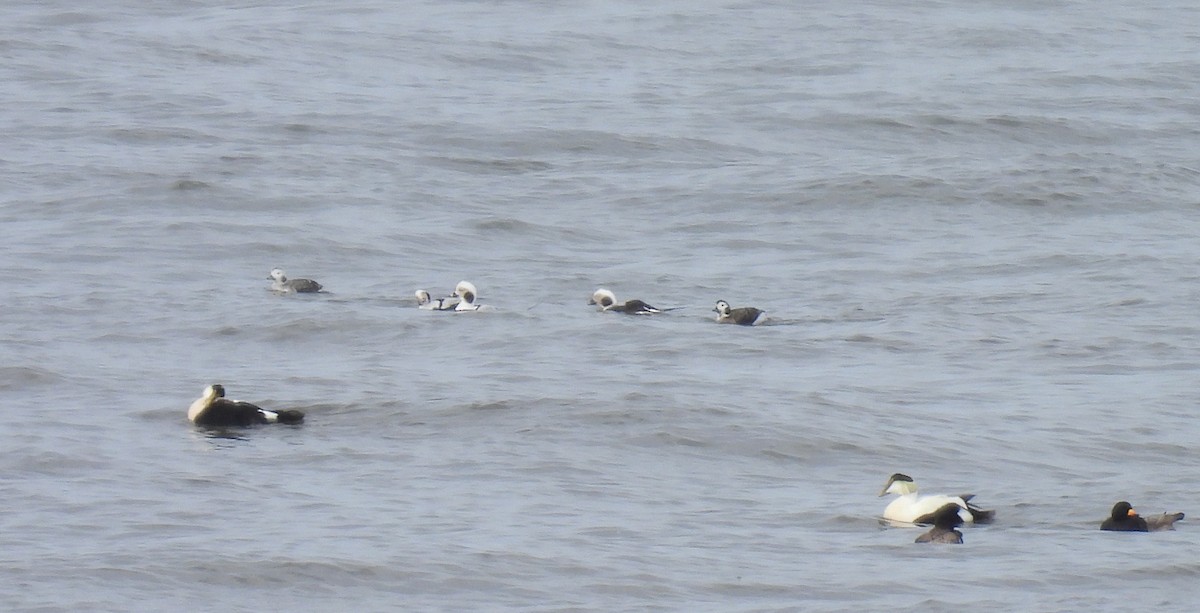Long-tailed Duck - ML553645441