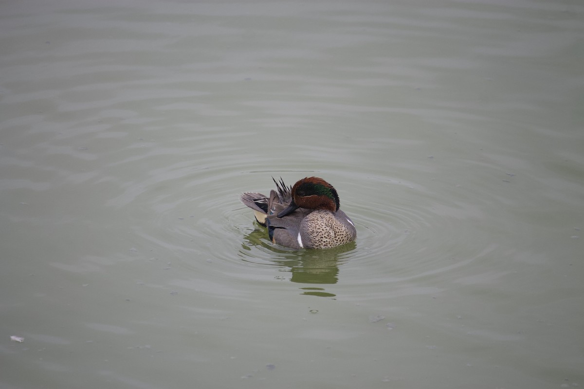 Green-winged Teal - ML553649941