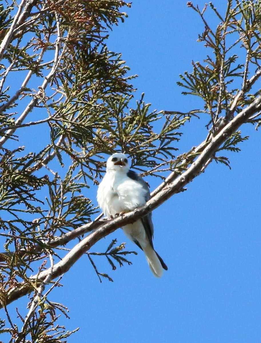 White-tailed Kite - ML553650741