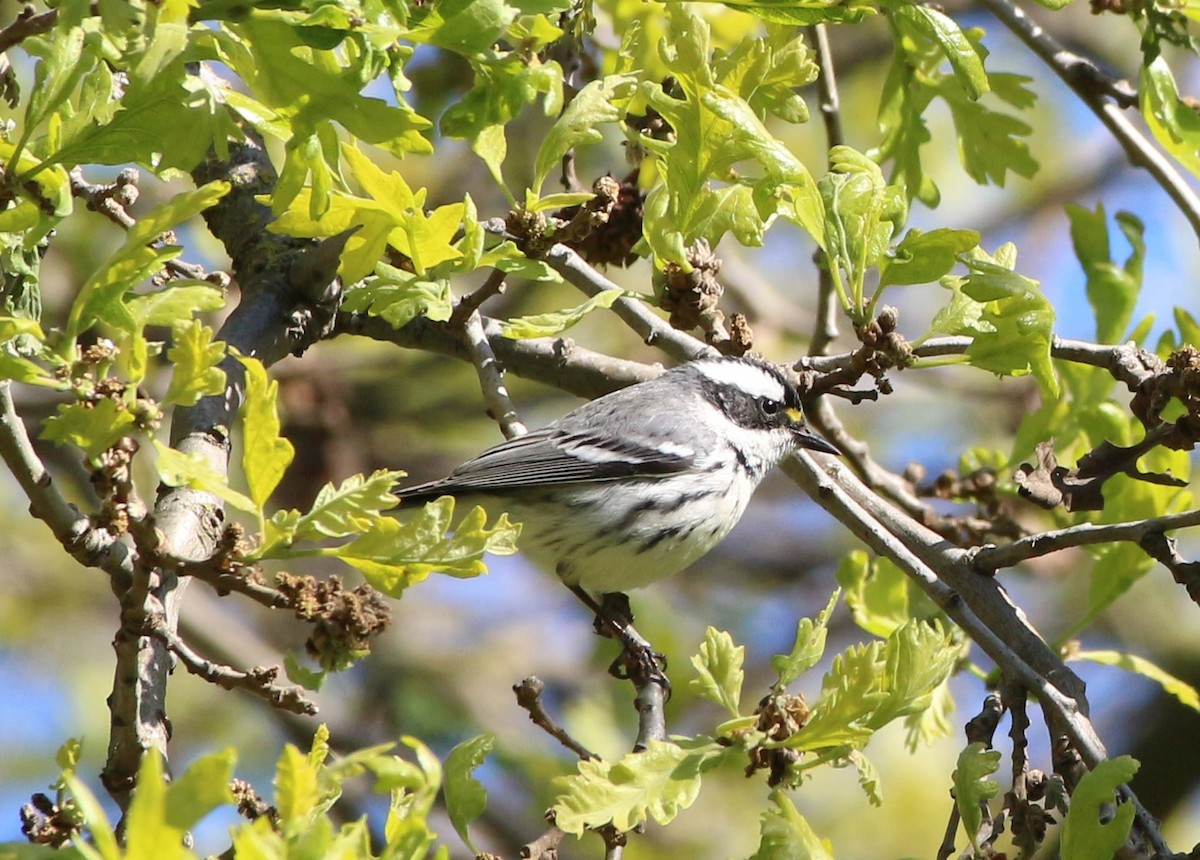 Black-throated Gray Warbler - ML553651141