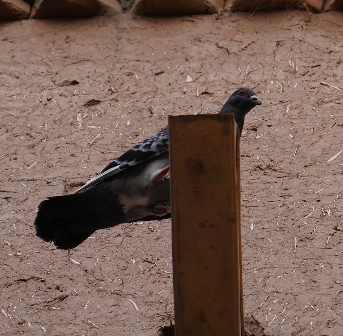 Rock Pigeon (Feral Pigeon) - ML553656671