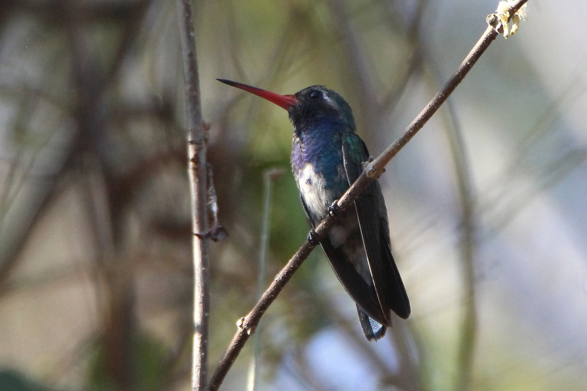 Turquoise-crowned Hummingbird - ML553659471