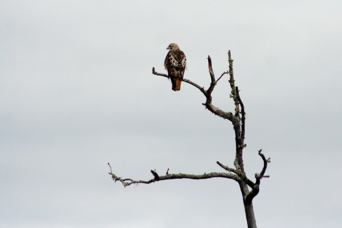 Red-tailed Hawk - John Corden