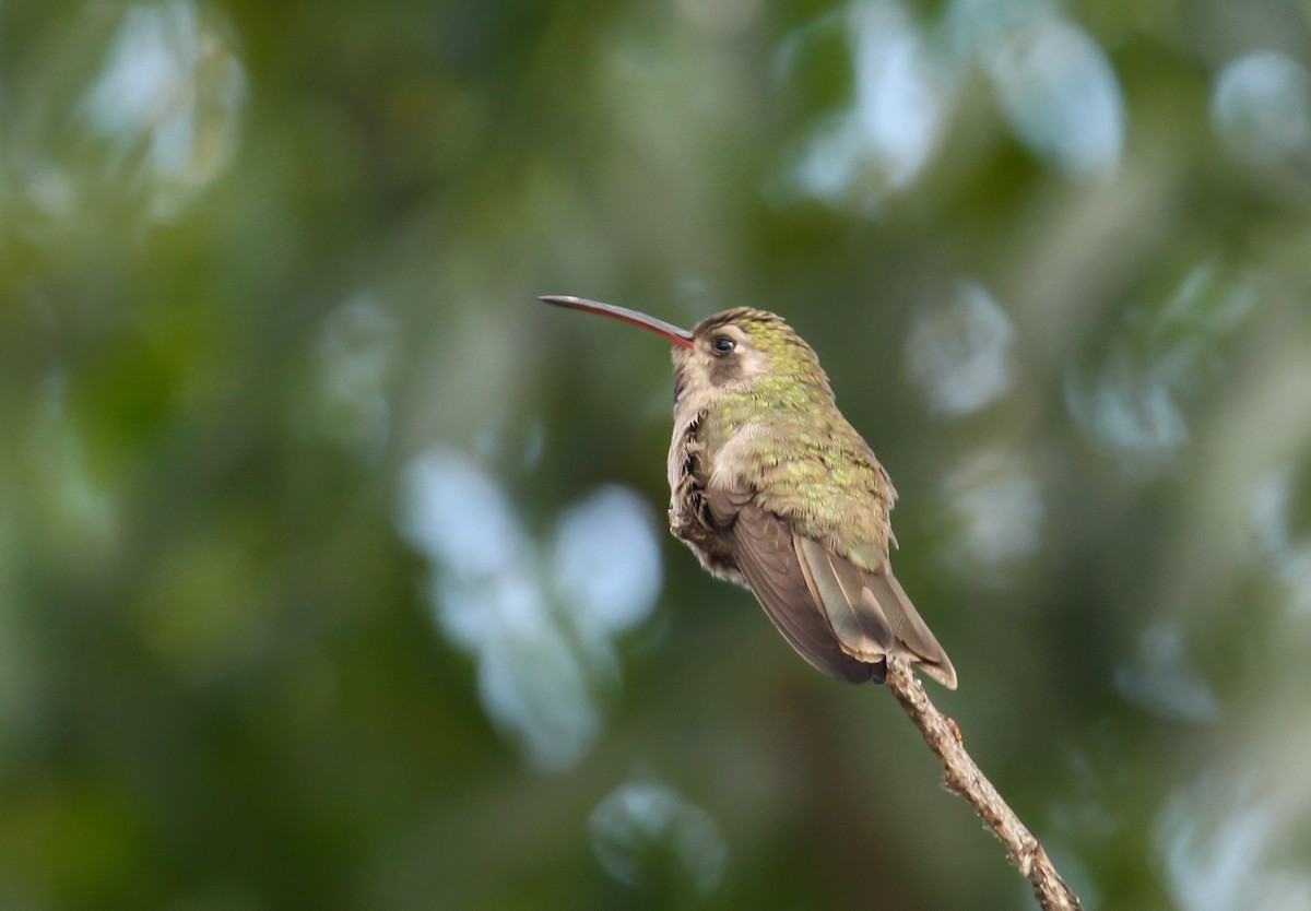 kolibřík temnobřichý - ML553660381