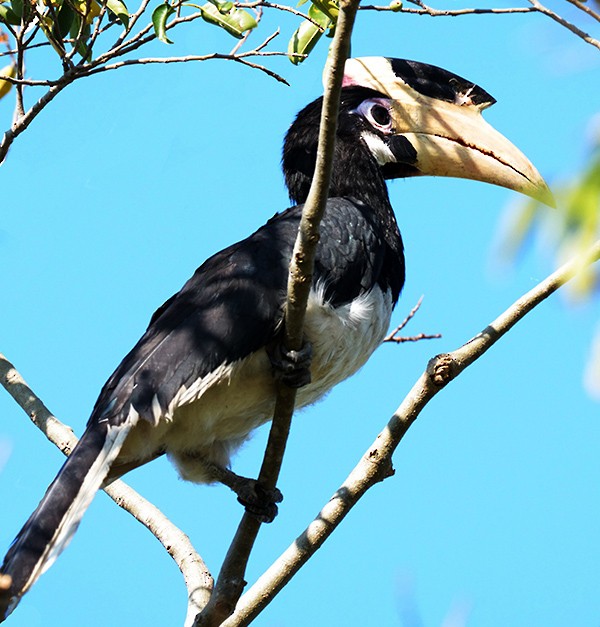 Malabar Pied-Hornbill - Bushana Kalhara