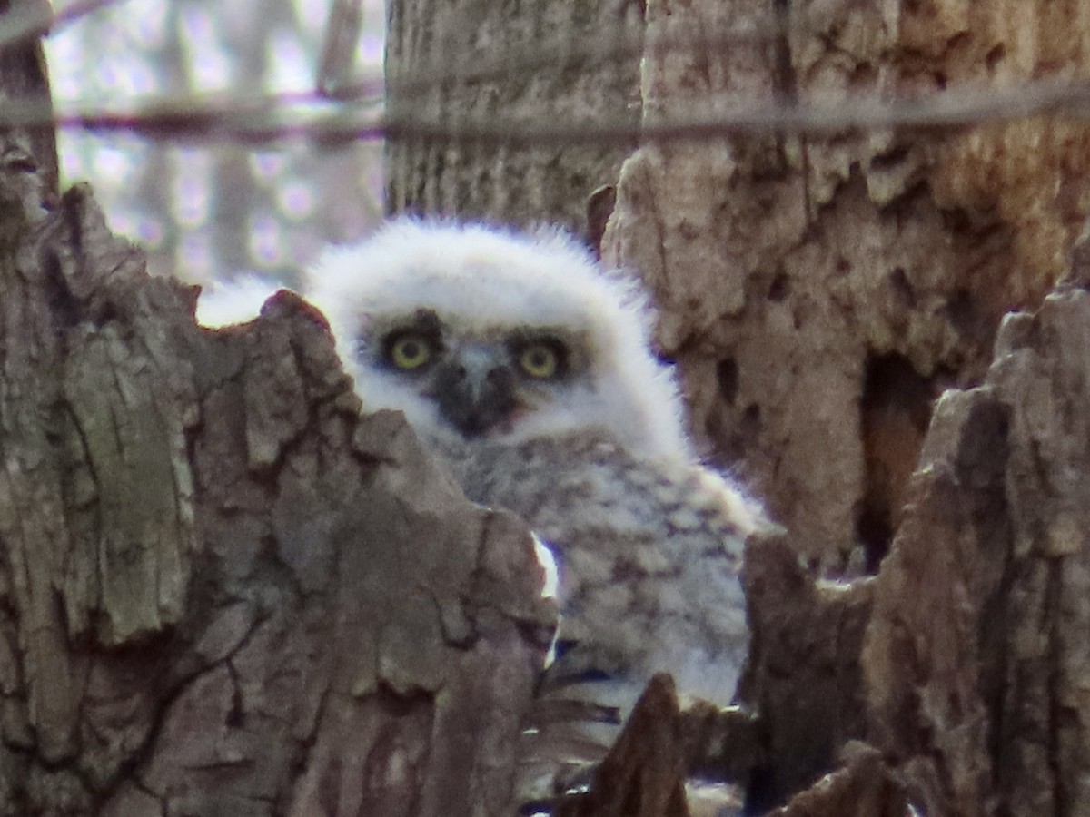 Great Horned Owl - ML553663811