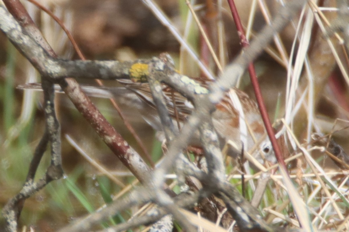 Field Sparrow - ML553668591