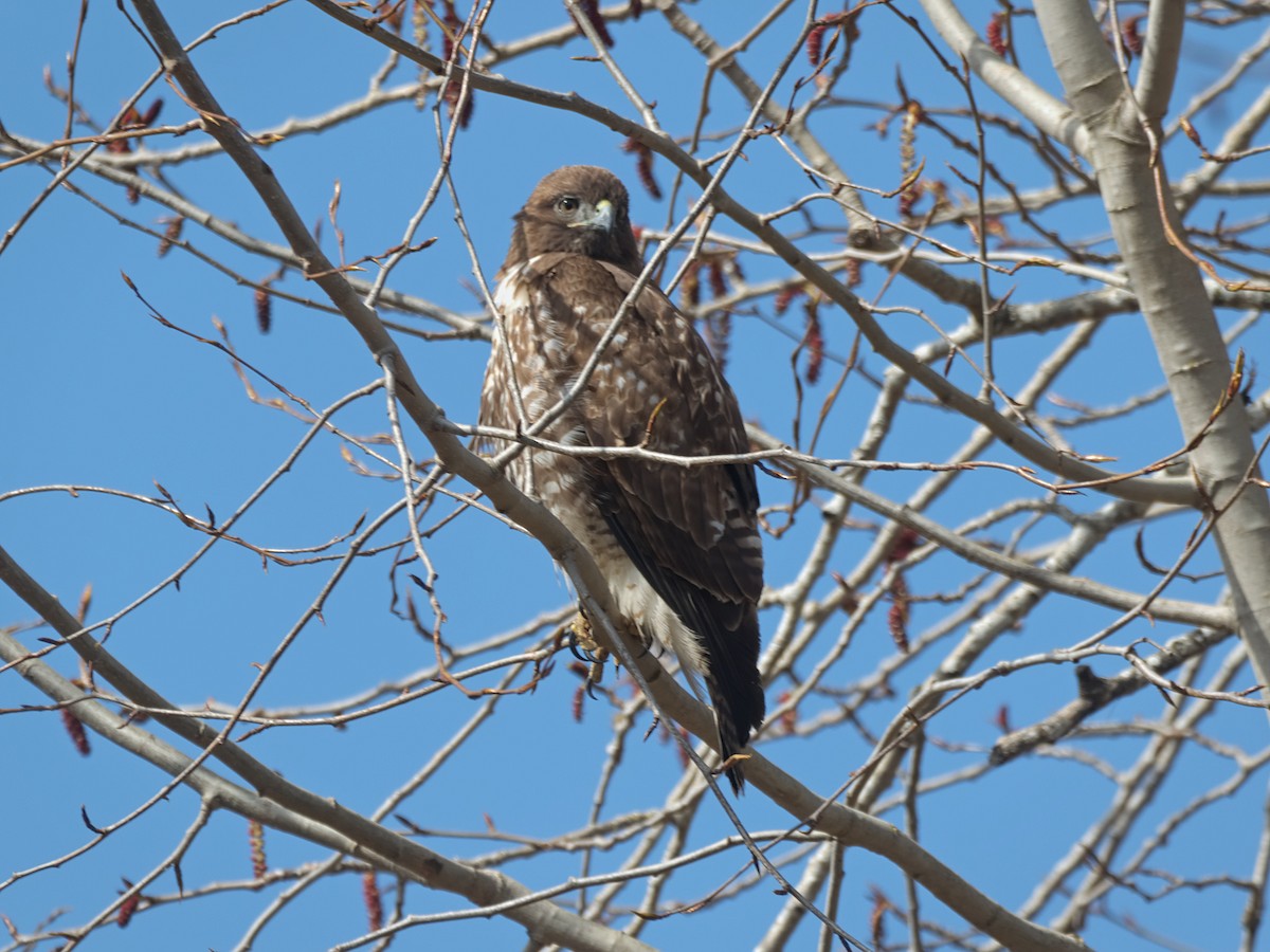 Red-tailed Hawk - ML553670321