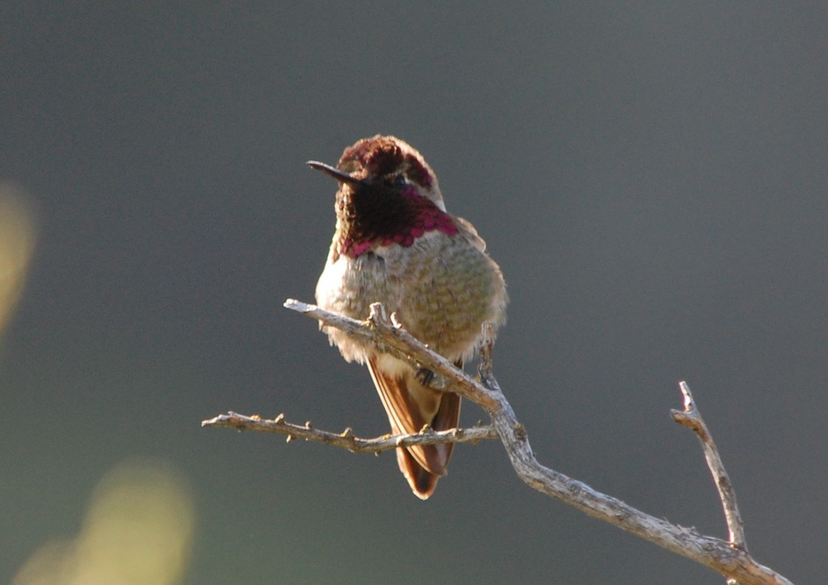 Anna's Hummingbird - ML55367321