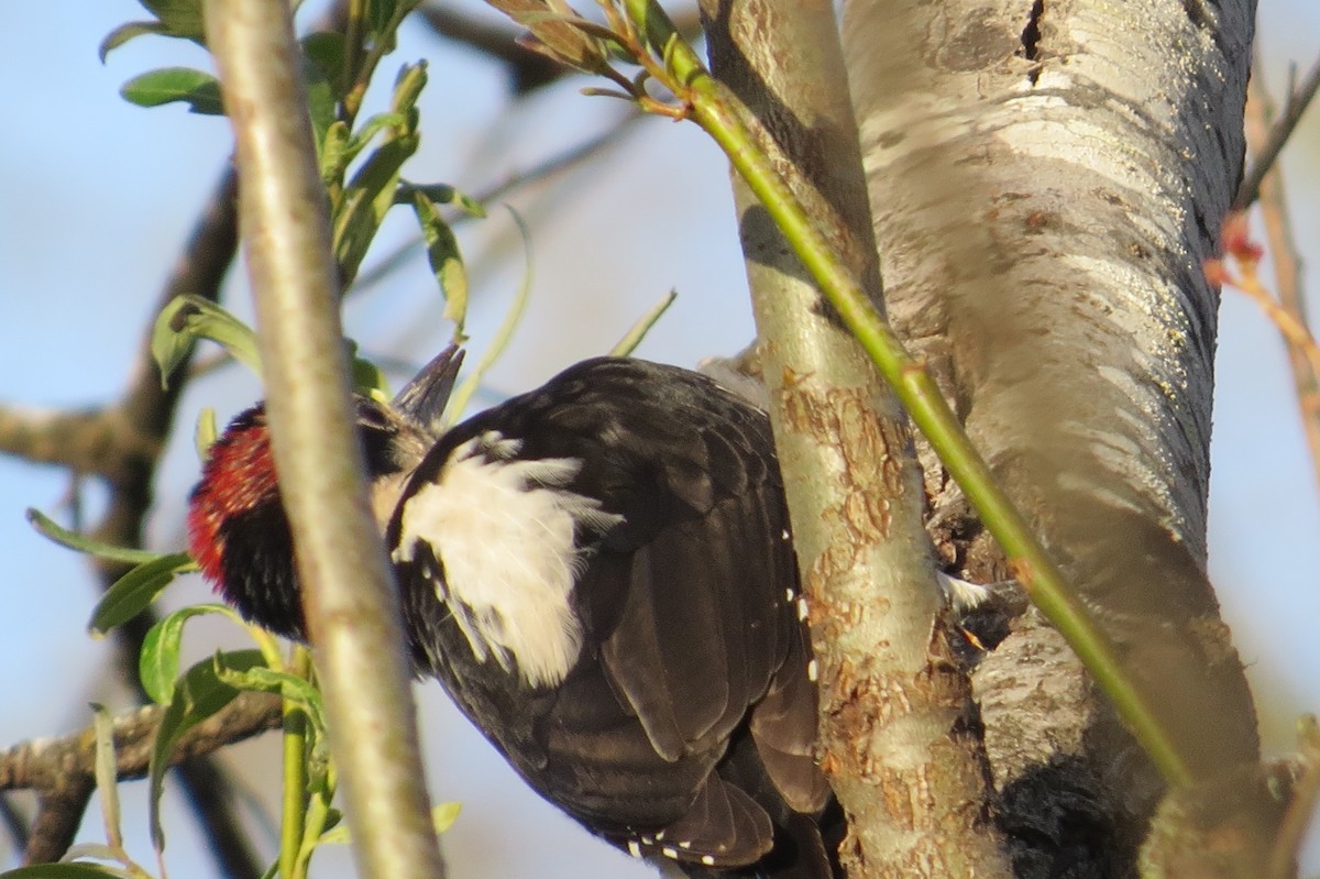 Hairy Woodpecker - ML553674541
