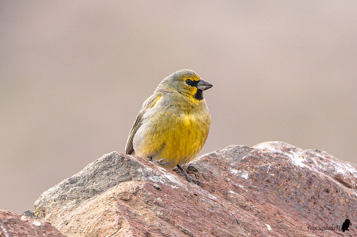 Yellow-bridled Finch (White-tailed) - ML553675591