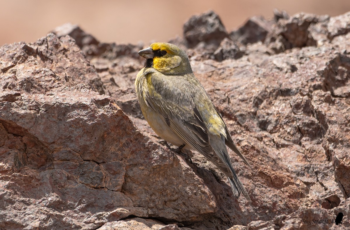Yellow-bridled Finch (White-tailed) - ML553675601