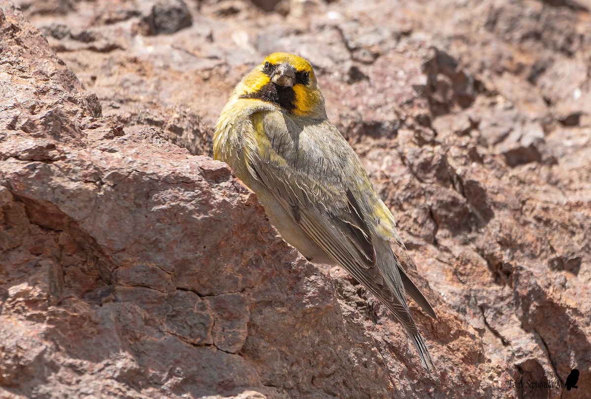 Yellow-bridled Finch (White-tailed) - ML553675611