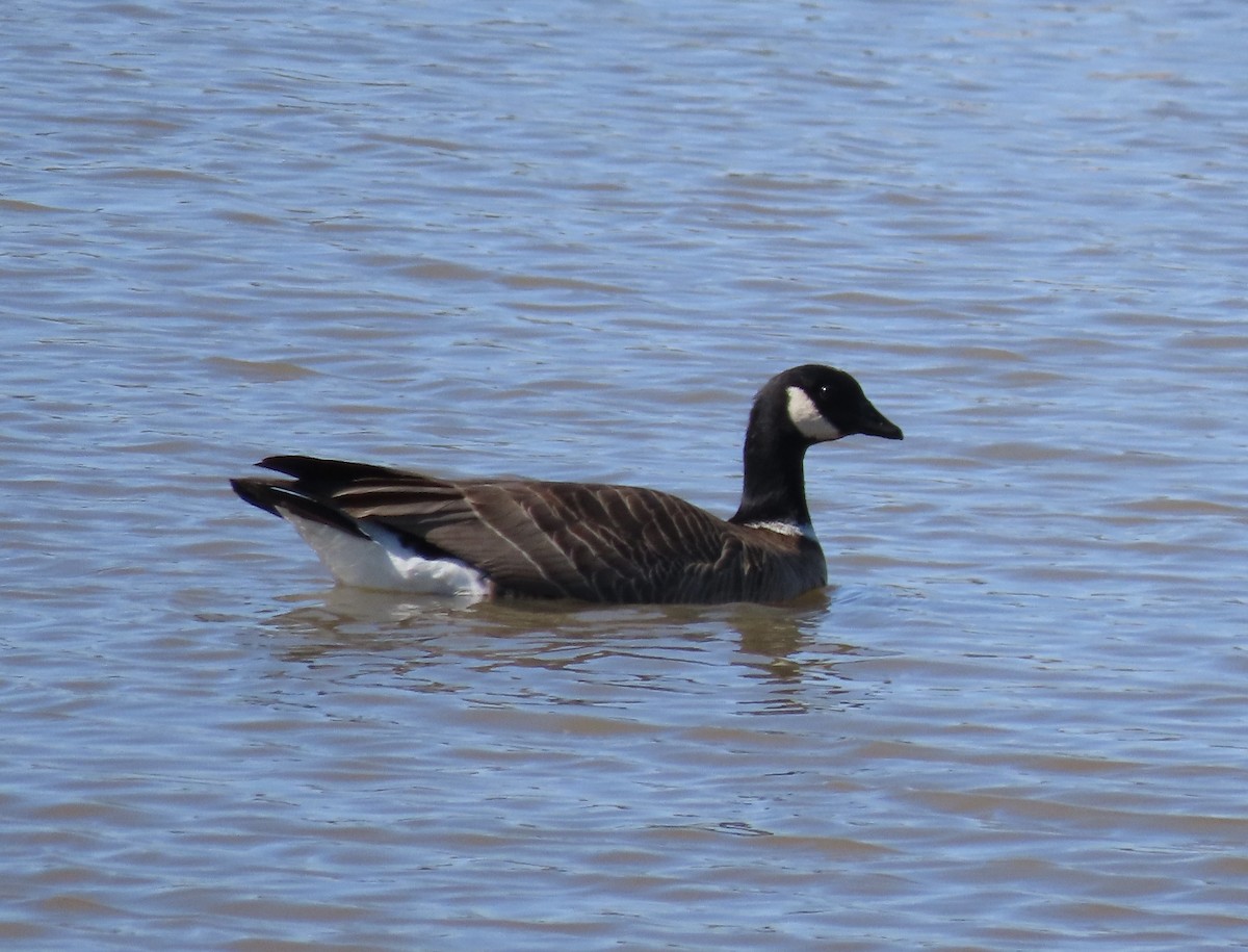 Cackling Goose (Aleutian) - ML553676471