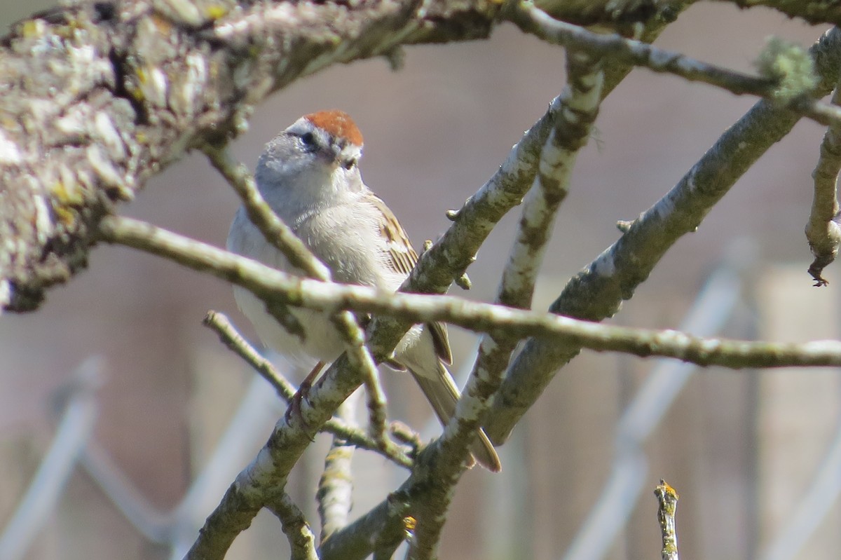 Chipping Sparrow - ML553676701
