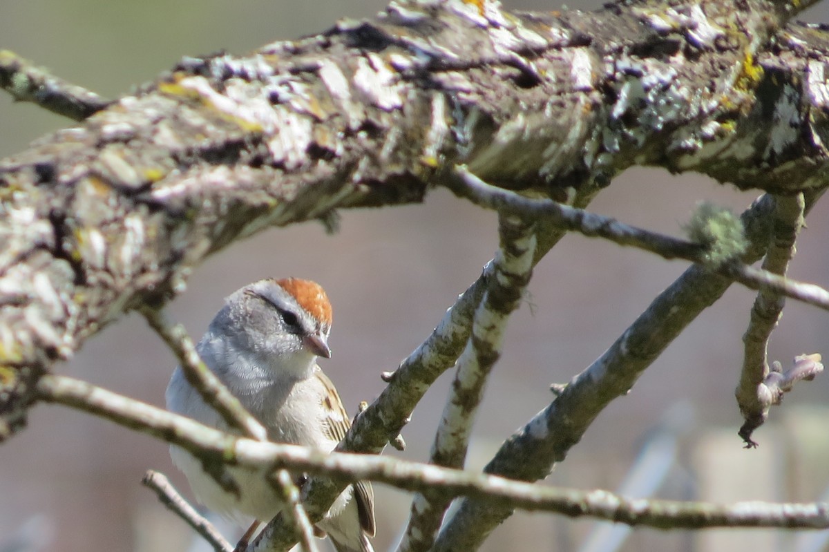 Chipping Sparrow - ML553676711