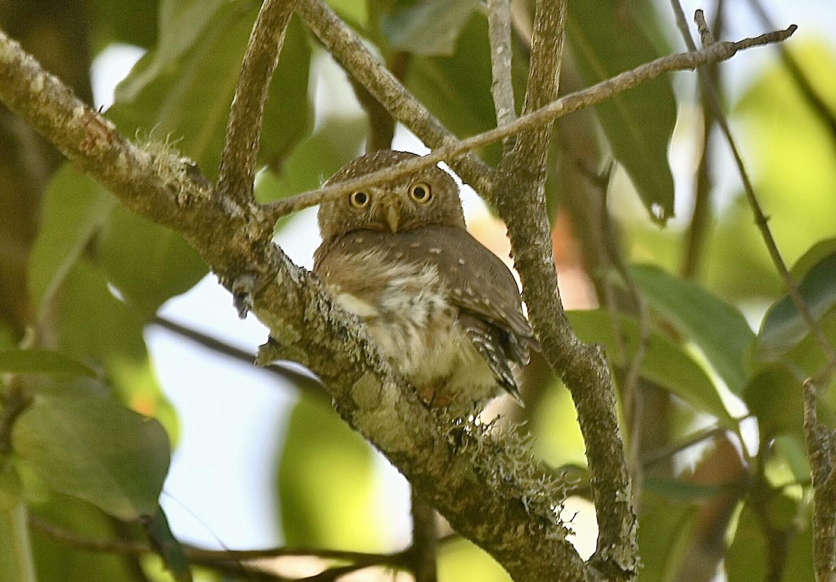 Colima Pygmy-Owl - ML553678001