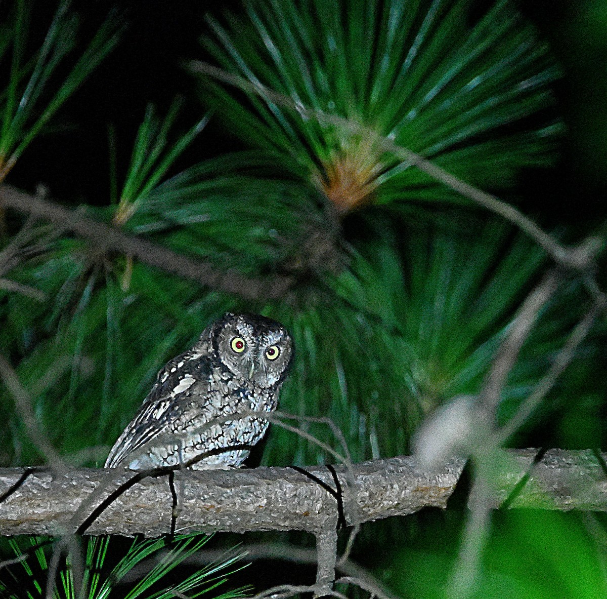 Montane Forest Screech-Owl - ML553679751