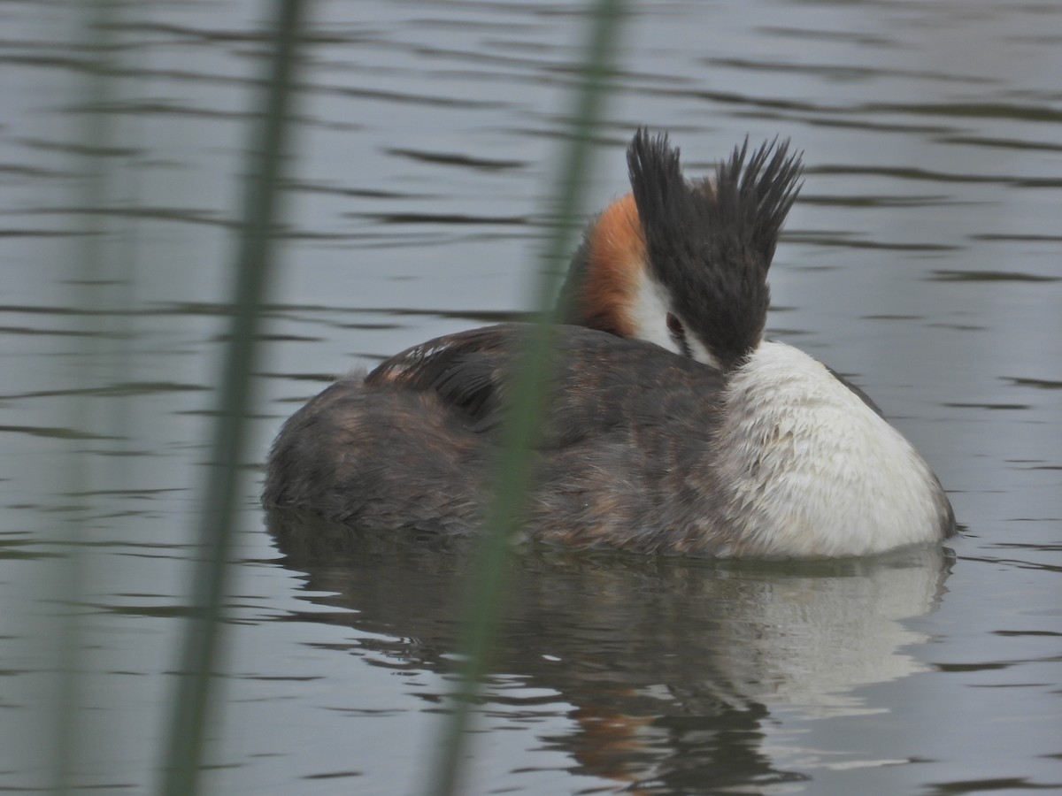 Great Crested Grebe - ML553680221