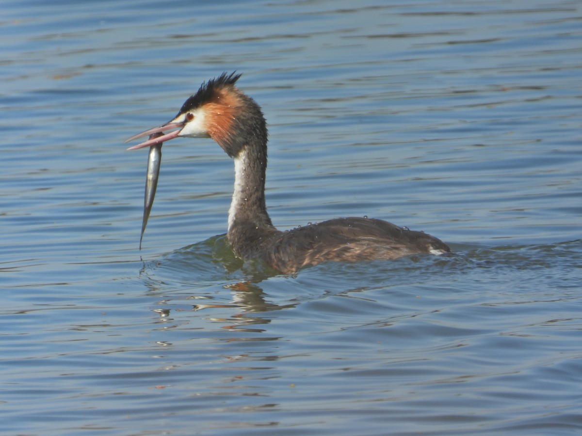 Great Crested Grebe - ML553680231
