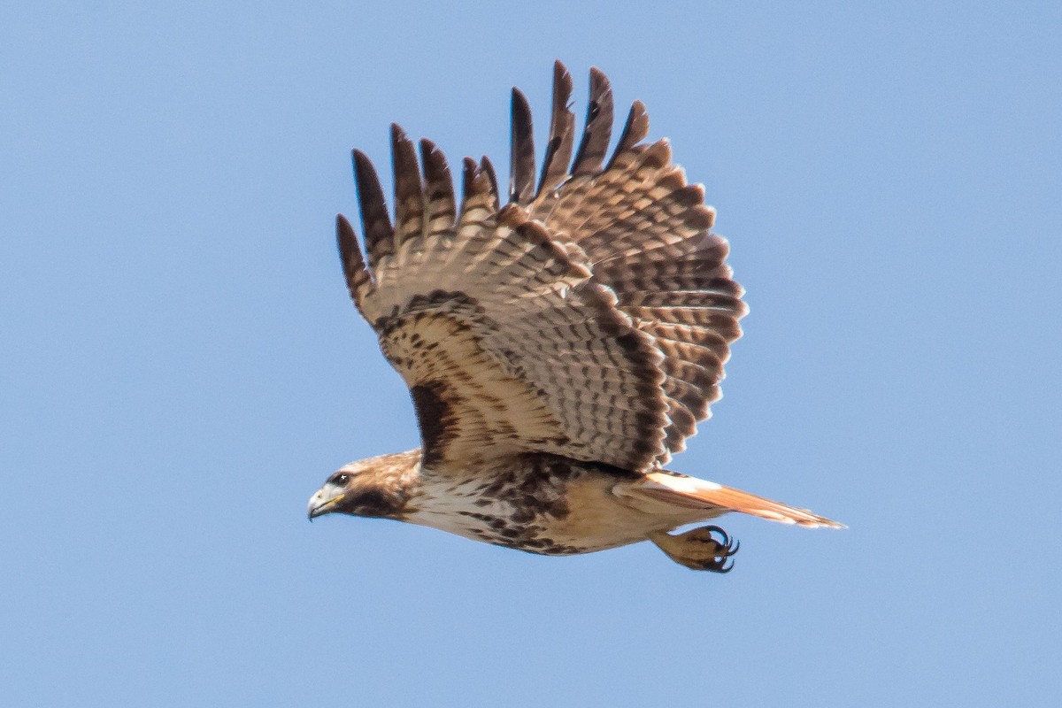 Red-tailed Hawk (abieticola) - ML553685071