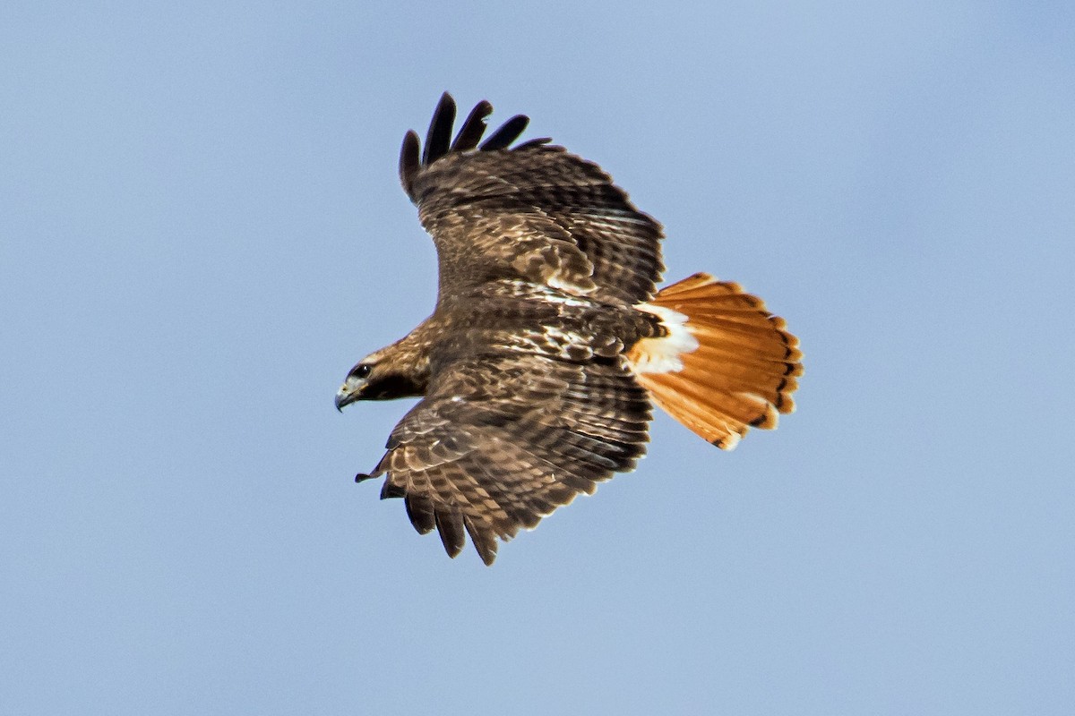 Red-tailed Hawk (abieticola) - ML553685081