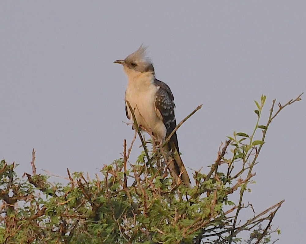 Great Spotted Cuckoo - Ted Wolff