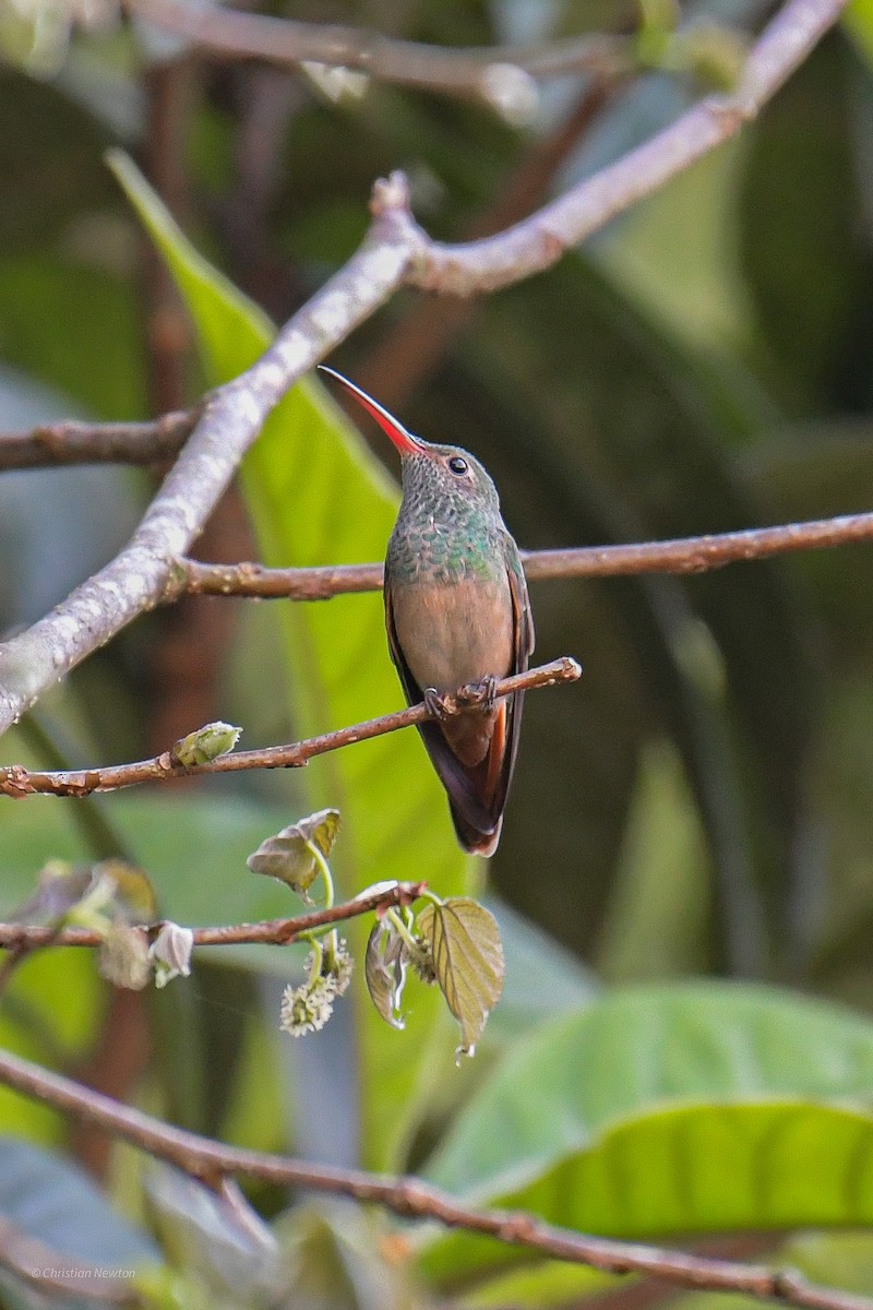 Buff-bellied Hummingbird - ML553688621