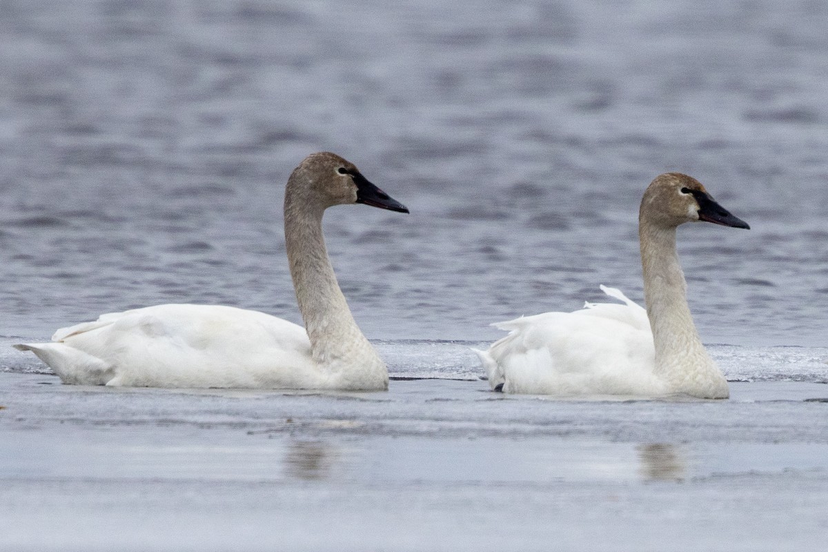 Wisconsin eBird Checklist - 4 Apr 2023 - Peshtigo Harbor SWA--Peshtigo ...