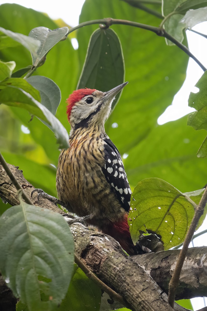 Stripe-breasted Woodpecker - Wei Yan