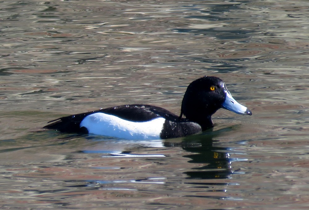 Tufted Duck - ML553694281