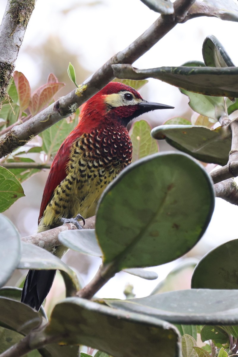 Crimson-mantled Woodpecker - ML553694851