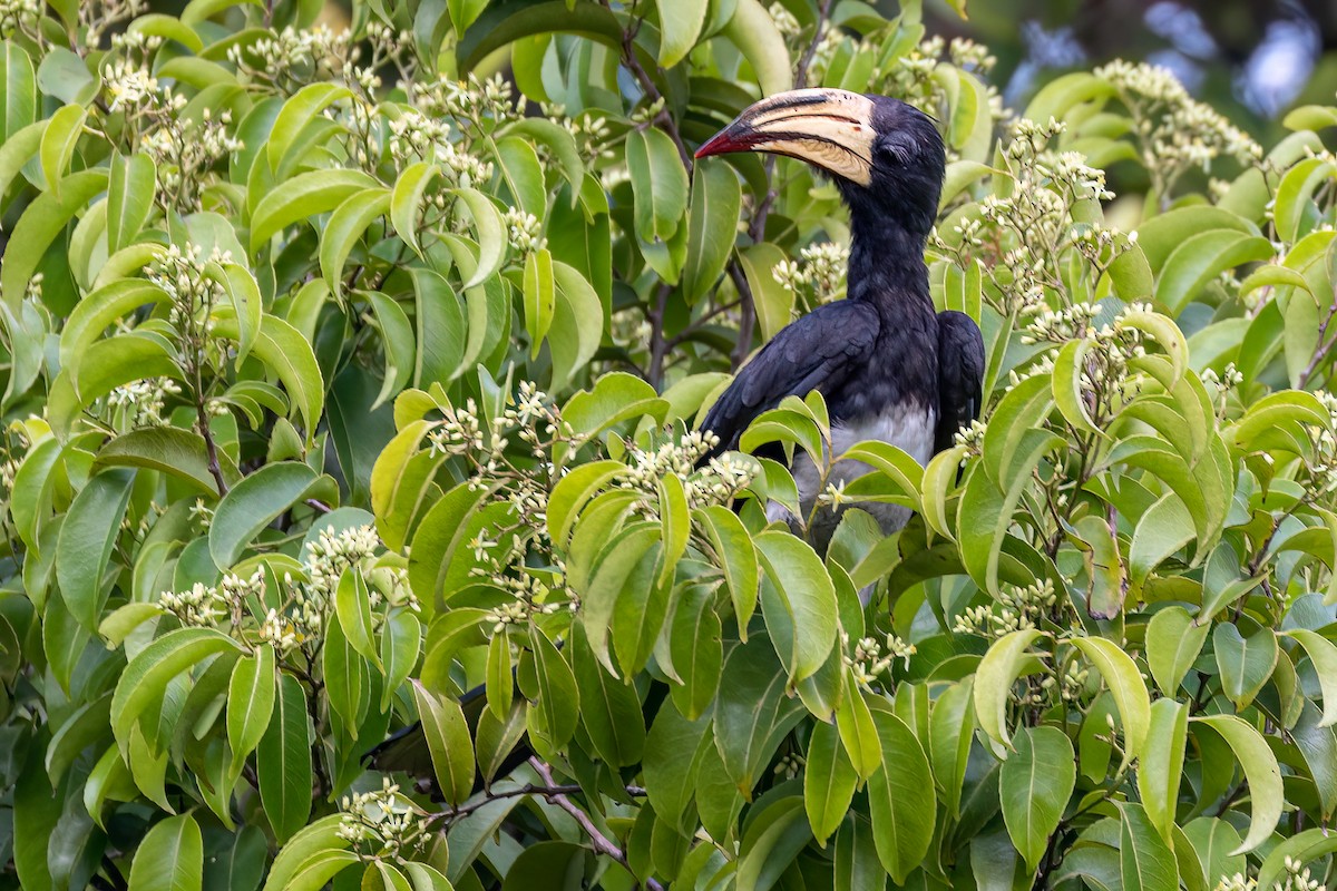 Congo Pied Hornbill - Steve Potter