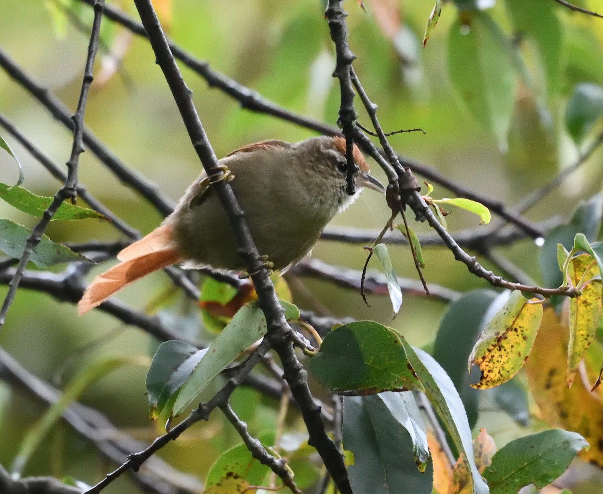 Line-cheeked Spinetail - ML553702501